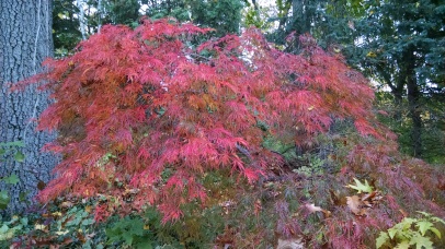 IMK Nov Fall Tree