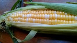 Corn close up
