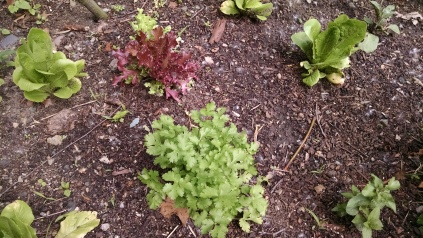IMK June lettuce