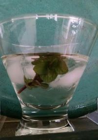 Cocktail - Cooperstown