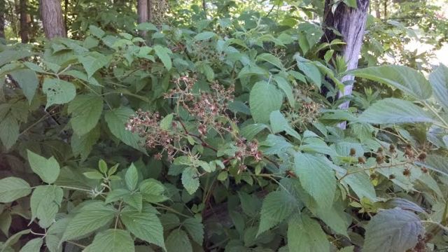 Granita blackberries on the vine