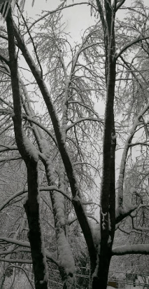 snow-on-tree