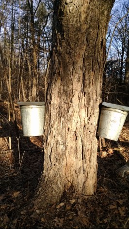 maple-buckets.jpg